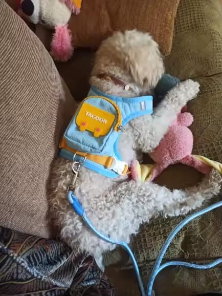 Customer photo review of Mochila Adorable para Perros
