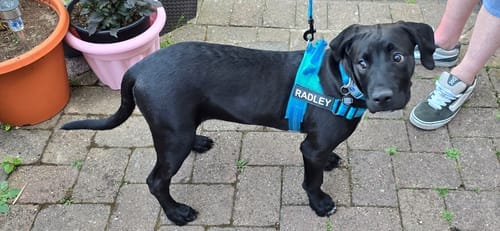 Customer photo review of TragPet Anti-Zug Hundegeschirr