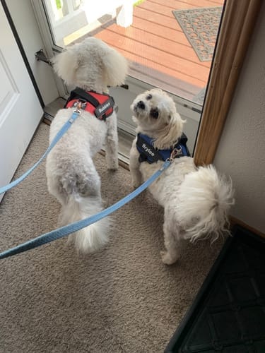 Customer photo review of Dogshood ™ No Pull Harness