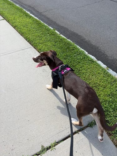 Customer photo review of Dogshood ™ No Pull Harness