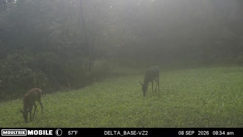 Customer's trail camera photo of two deer grazing in a green Kill Plot food patch at dawn.