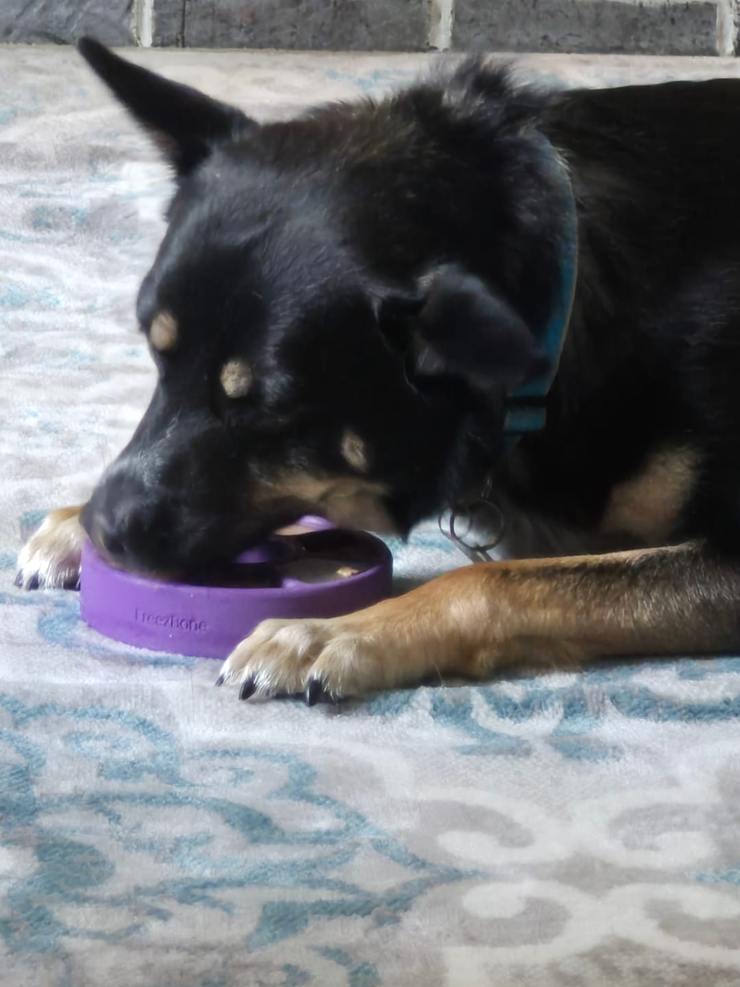 Customer photo review of FreezJumbo™ – Our Biggest & Toughest Enrichment Toy Ever