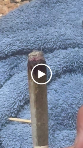 Customer video review of THC-A Pre-Roll Cali Blend |2g|