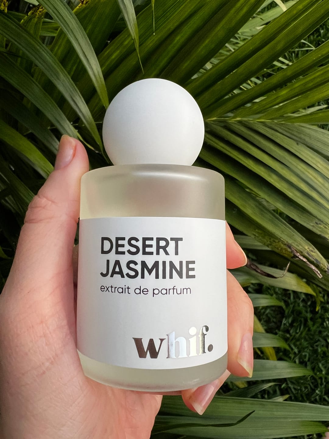 Customer photo review of Desert Jasmine
