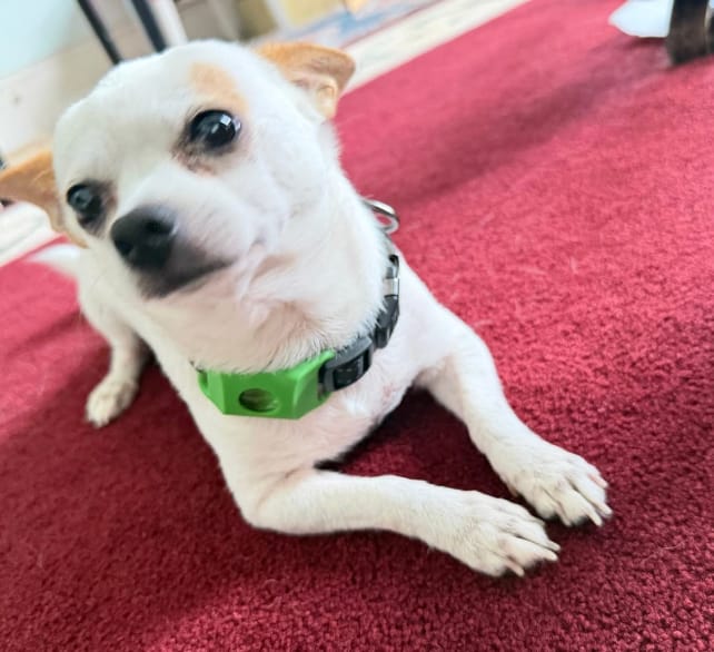 Customer photo review of Pawtiva™ Protección Natural contra Pulgas y Garrapatas hasta por 12 Meses
