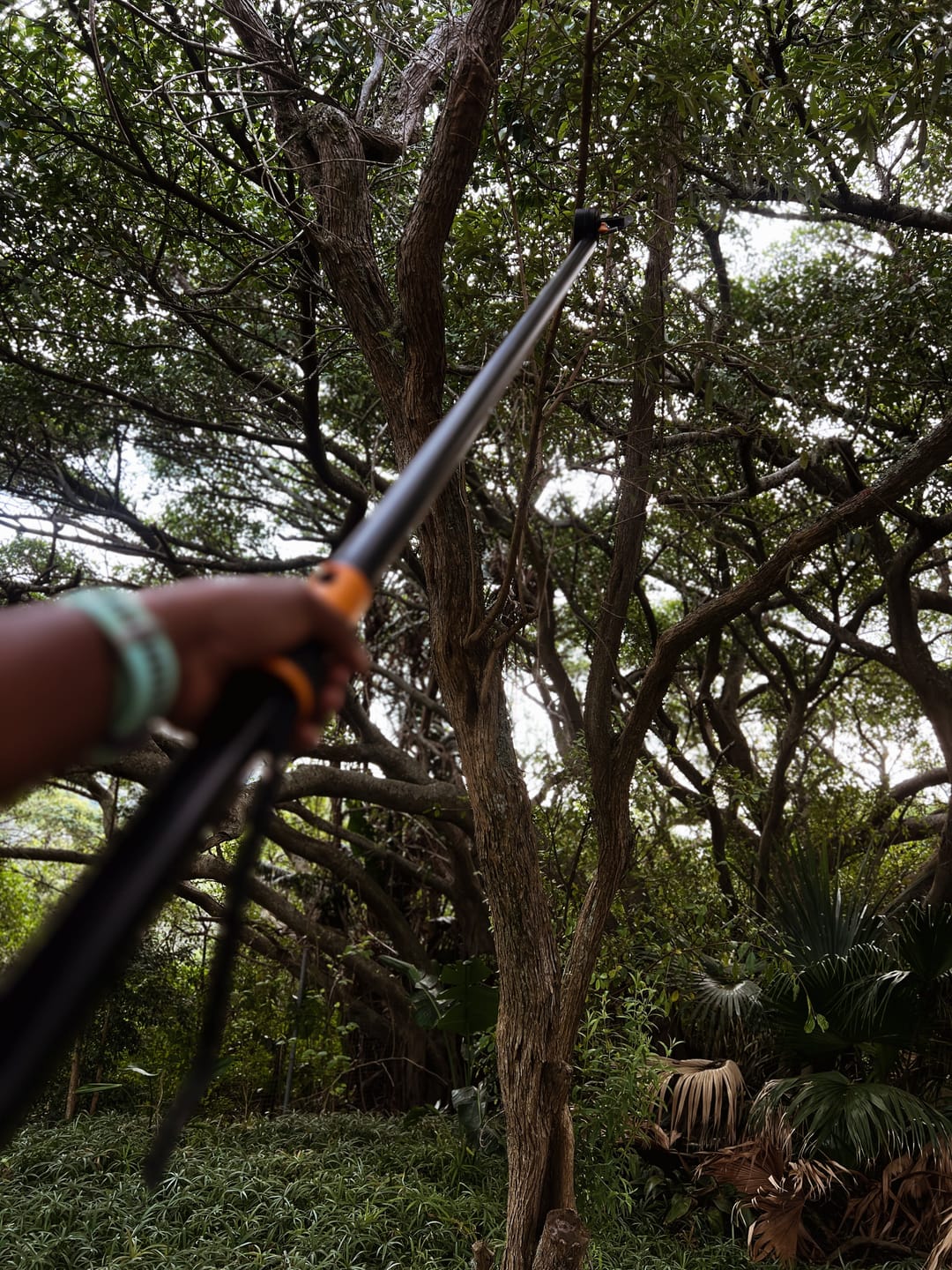 Customer photo review of Long Bypass Tree Pruner (UP84)