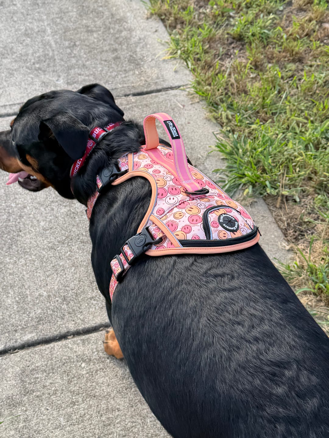 Customer photo review of All Smiles - Adventure Harness