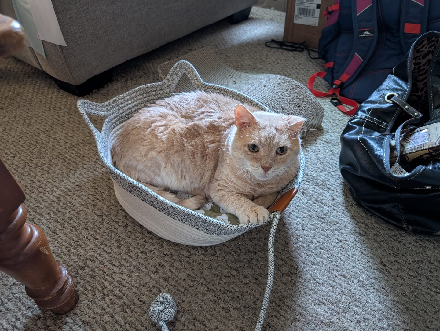 Customer photo review of Instinct Basket | Meet the first research-backed natural territory for indoor cats