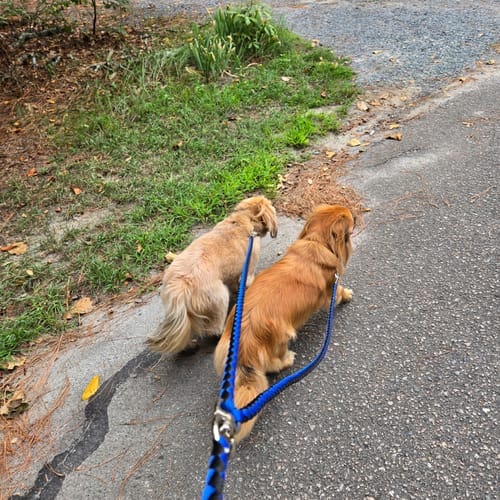 Customer photo review of Double Leash — Walk Two Dogs, One Leash