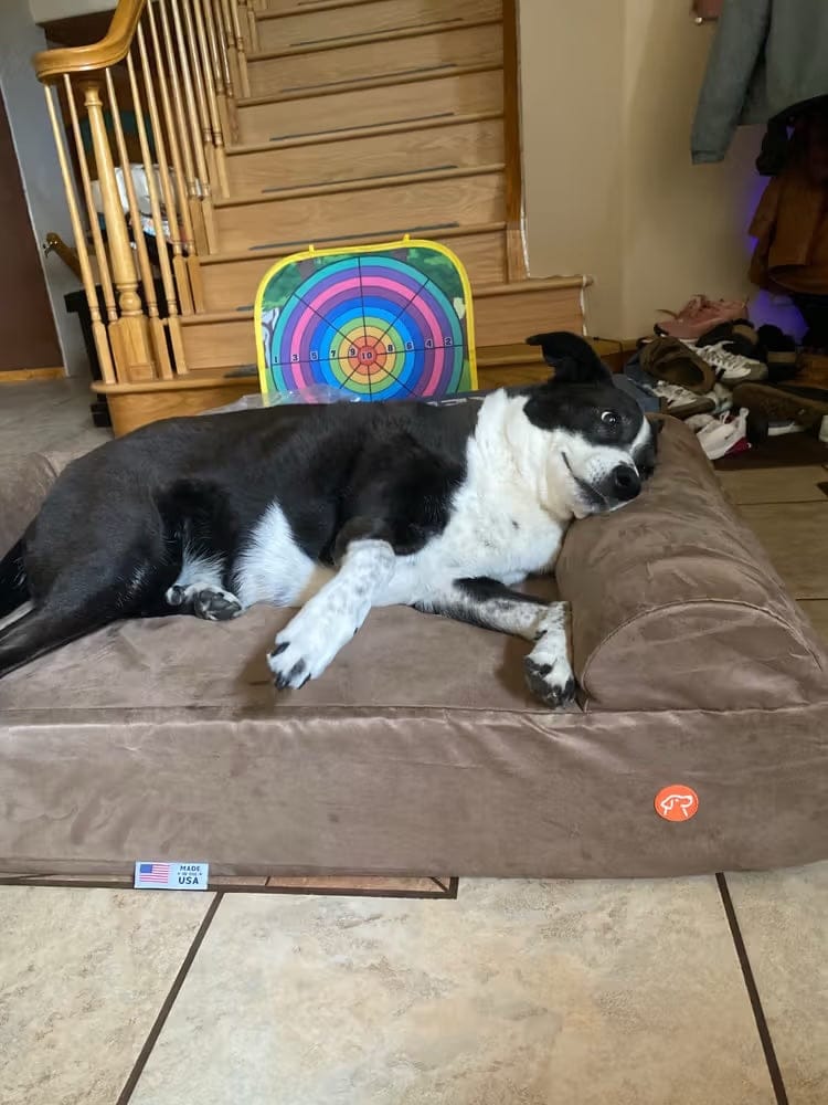 Customer photo review of 7" Orthopedic Dog Sofa Bed | Big Barker