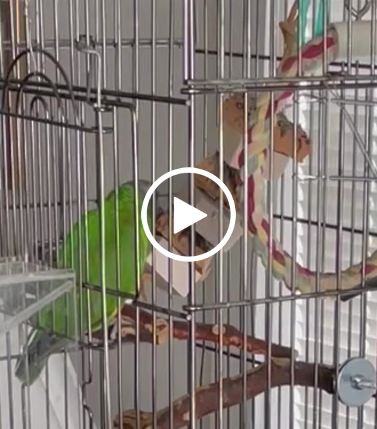Customer video review of Balsa & Cork Stack by Cheep Thrills Bird Toys