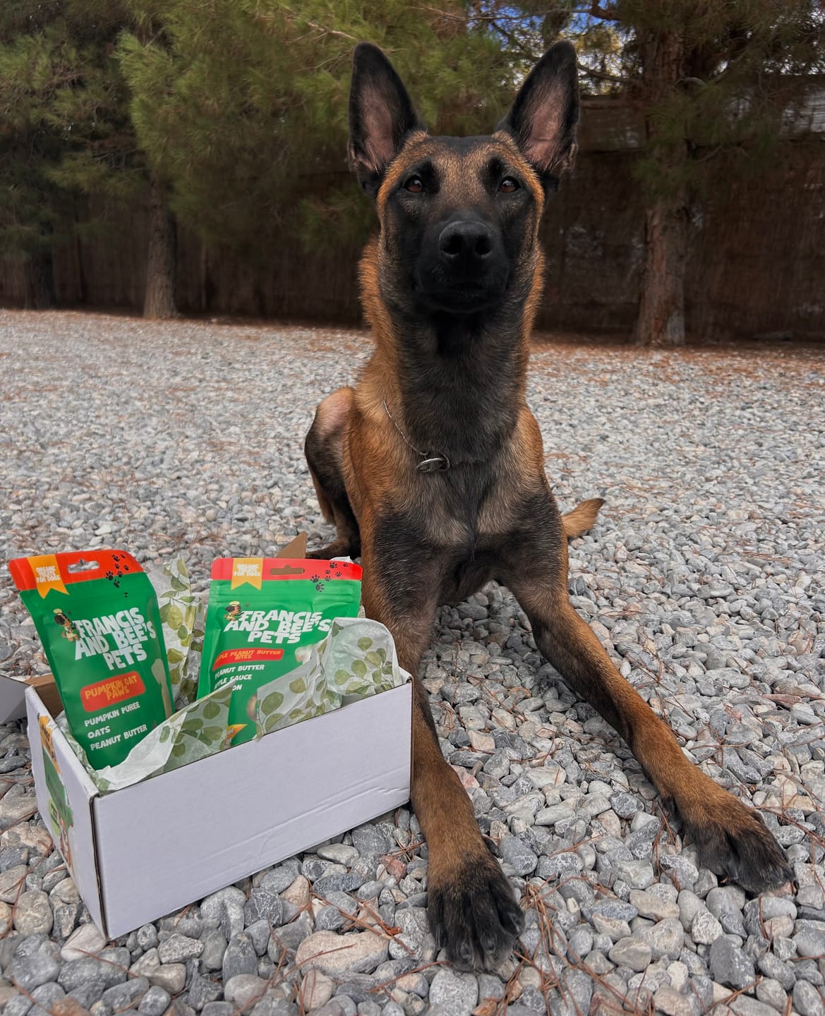 Customer photo review of Pumpkin Oat – Plant-Based Dog Treats