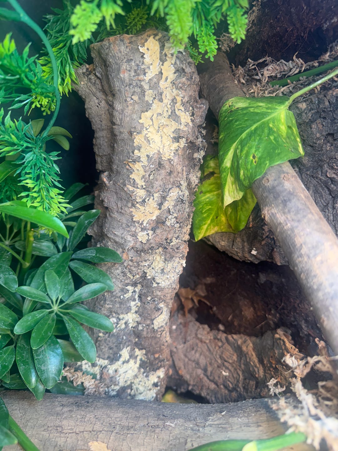 Customer photo review of Premium Cork Bark Tubes, Small