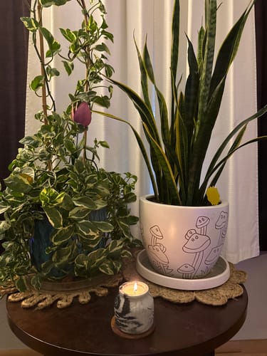 Customer's lit Eclipse Noir candle in a marble-patterned jar, placed on a round table next to lush potted plants.
