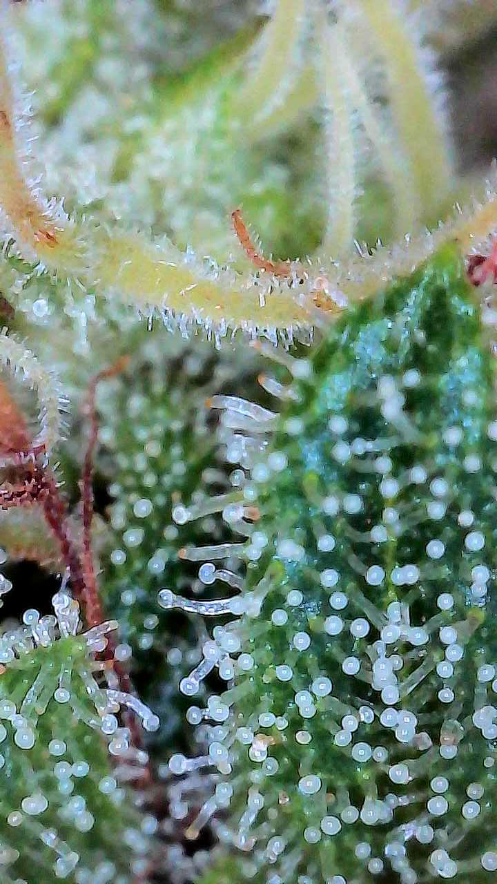 Customer photo review of Northern Lights THCA Flower