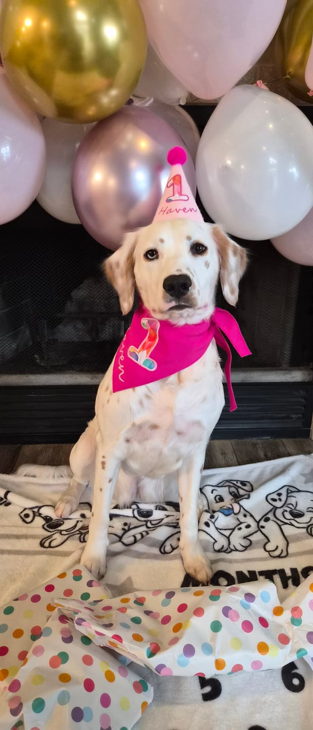 Customer photo review of Personalized Dog Party Pack