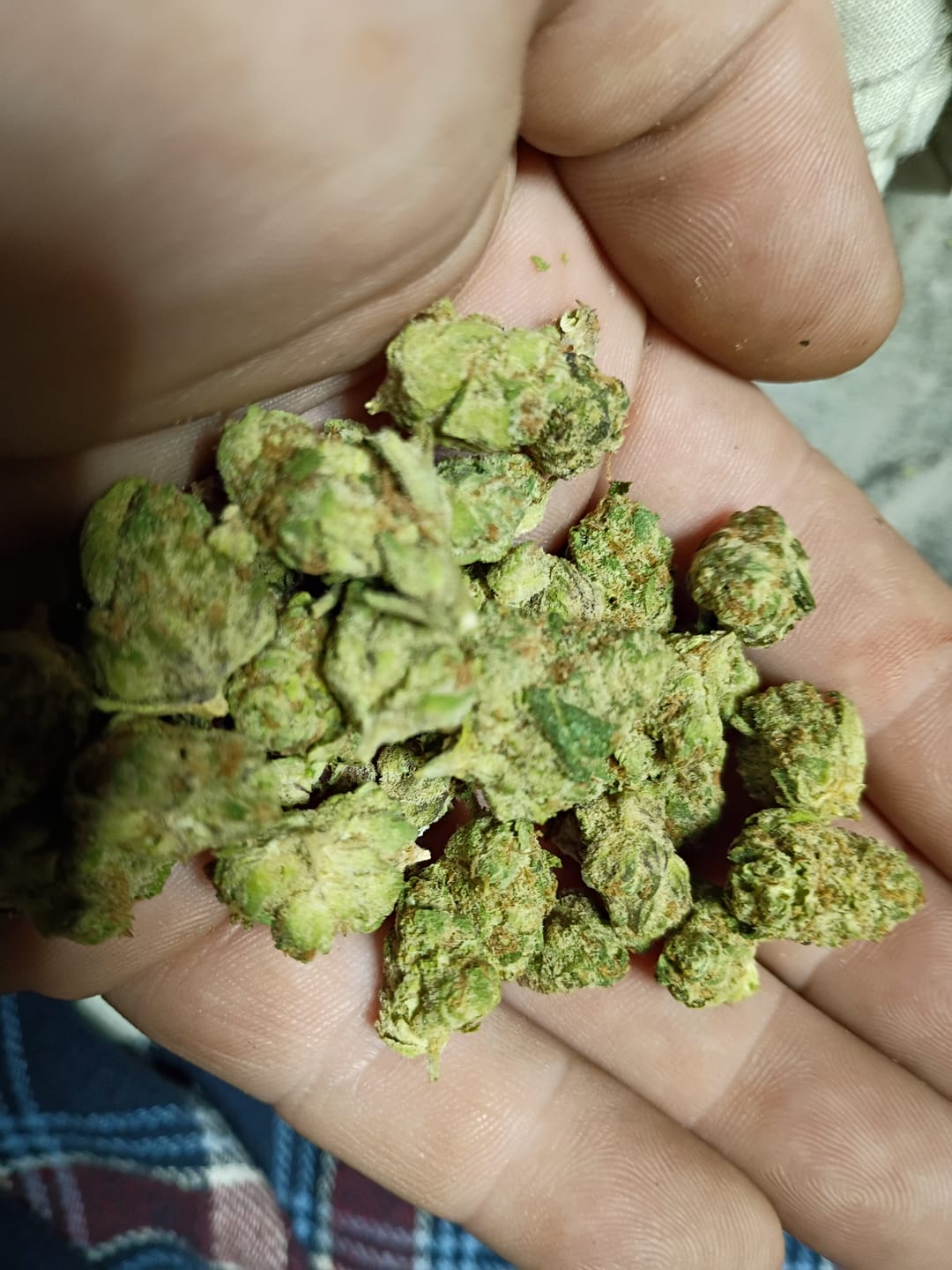Customer photo review of Mandarin Cookies - Exotic Smalls