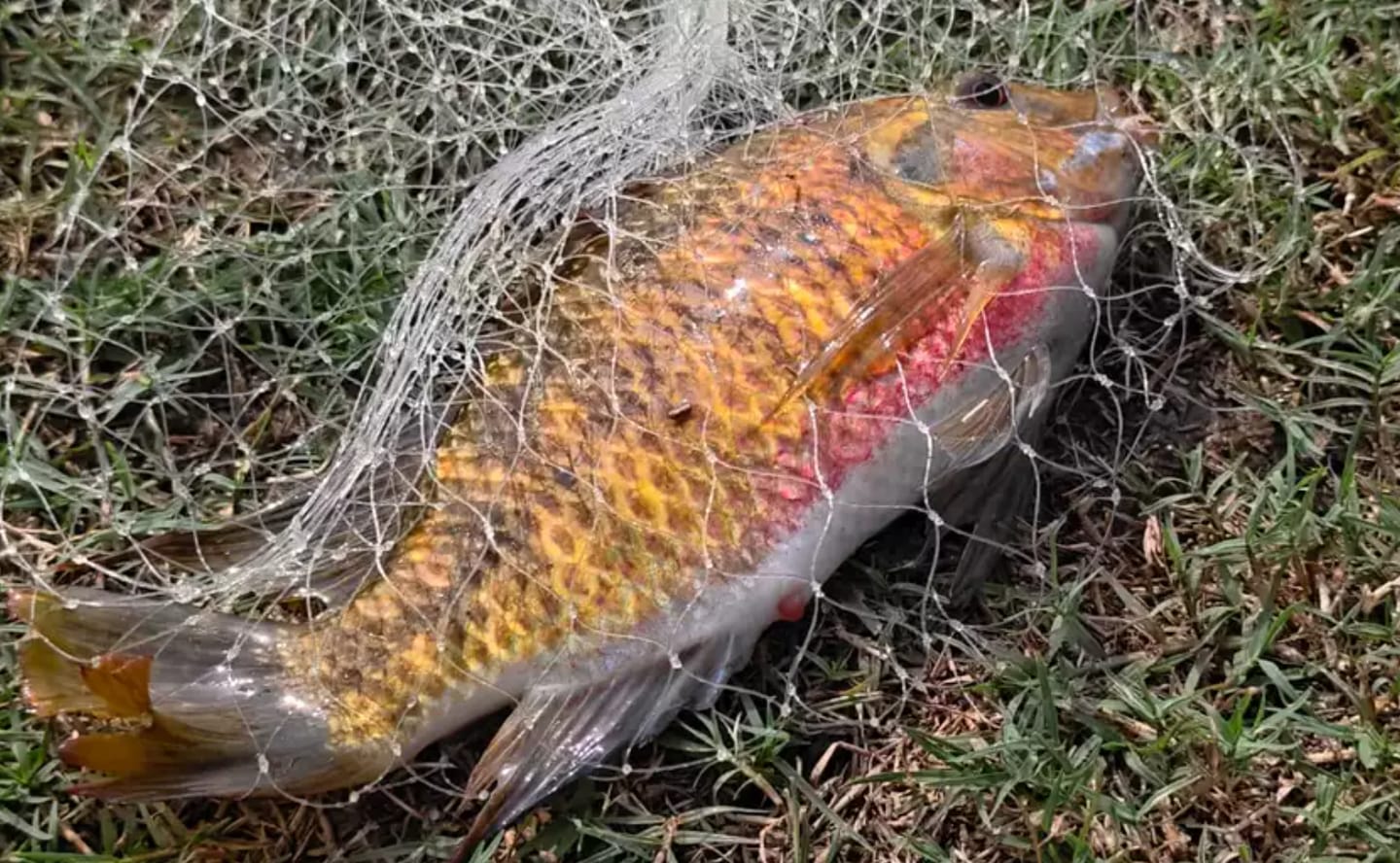 Customer photo review of Hand Cast Fishing Net with Large Disc for Easy Throw and Fast Catch