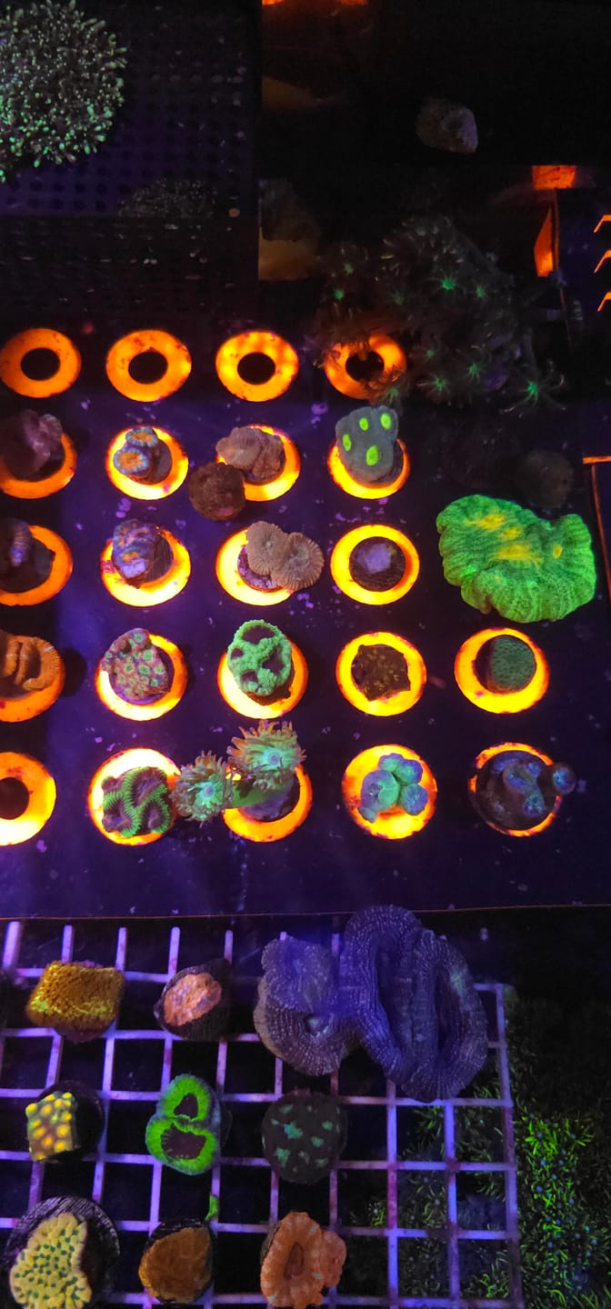 Customer photo review of Fluorescent Orange PETG Filament 1.75mm
