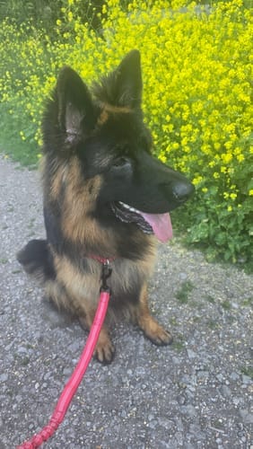 Customer photo review of TragPet Anti-Zug Hundegeschirr
