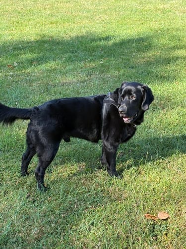 Customer photo review of TragPet Anti-Zug Hundegeschirr