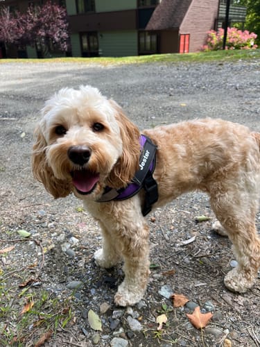 Customer's Dogshood Ergonomic Harness in purple worn by a small light-colored dog standing outdoors.