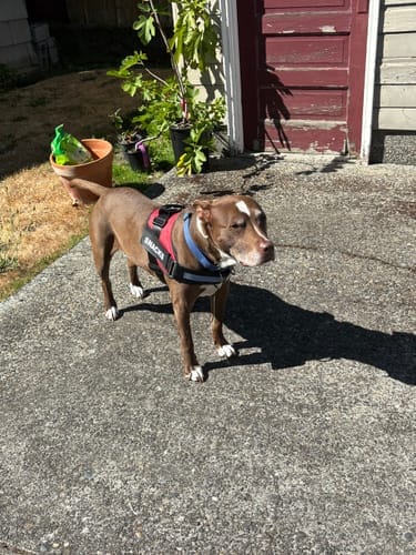 Customer photo review of Dogshood ™ No Pull Harness