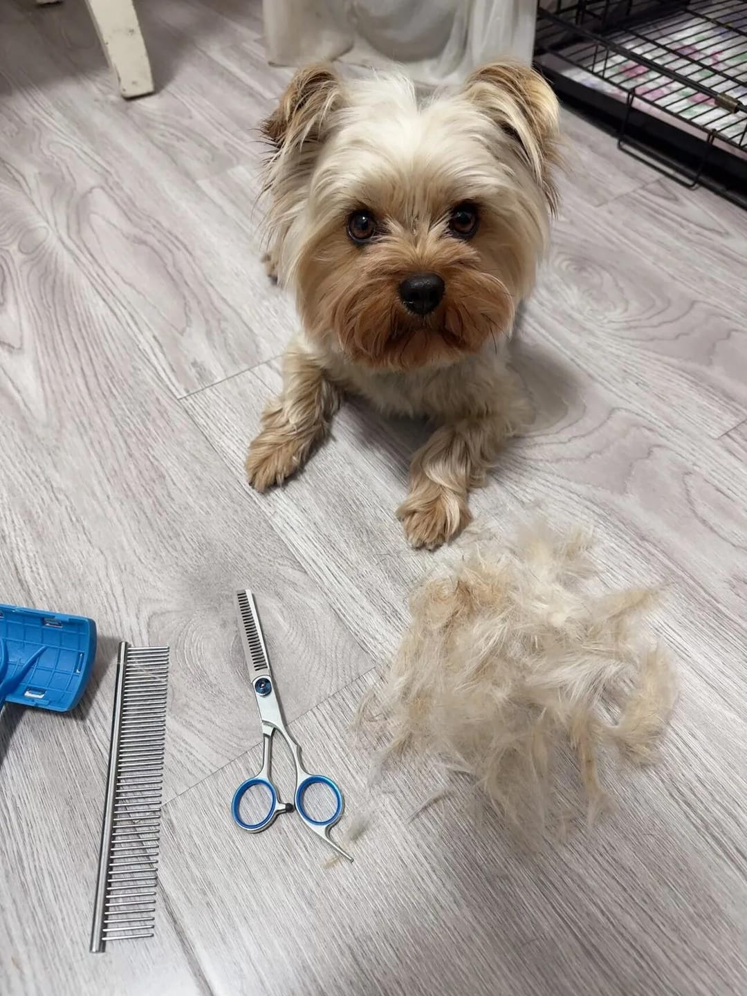 Customer photo review of Stainless Steel Pet Grooming Scissors & Comb