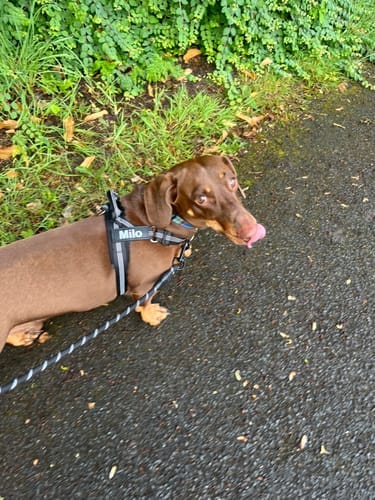 Customer photo review of TragPet Anti-Zug Hundegeschirr