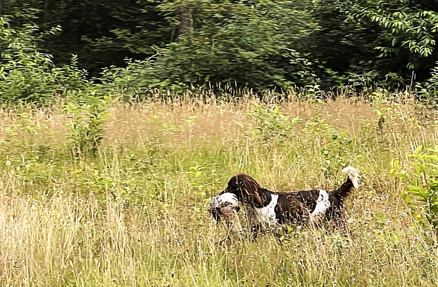 Customer photo review of Beemzy Tandpoeder voor Honden
