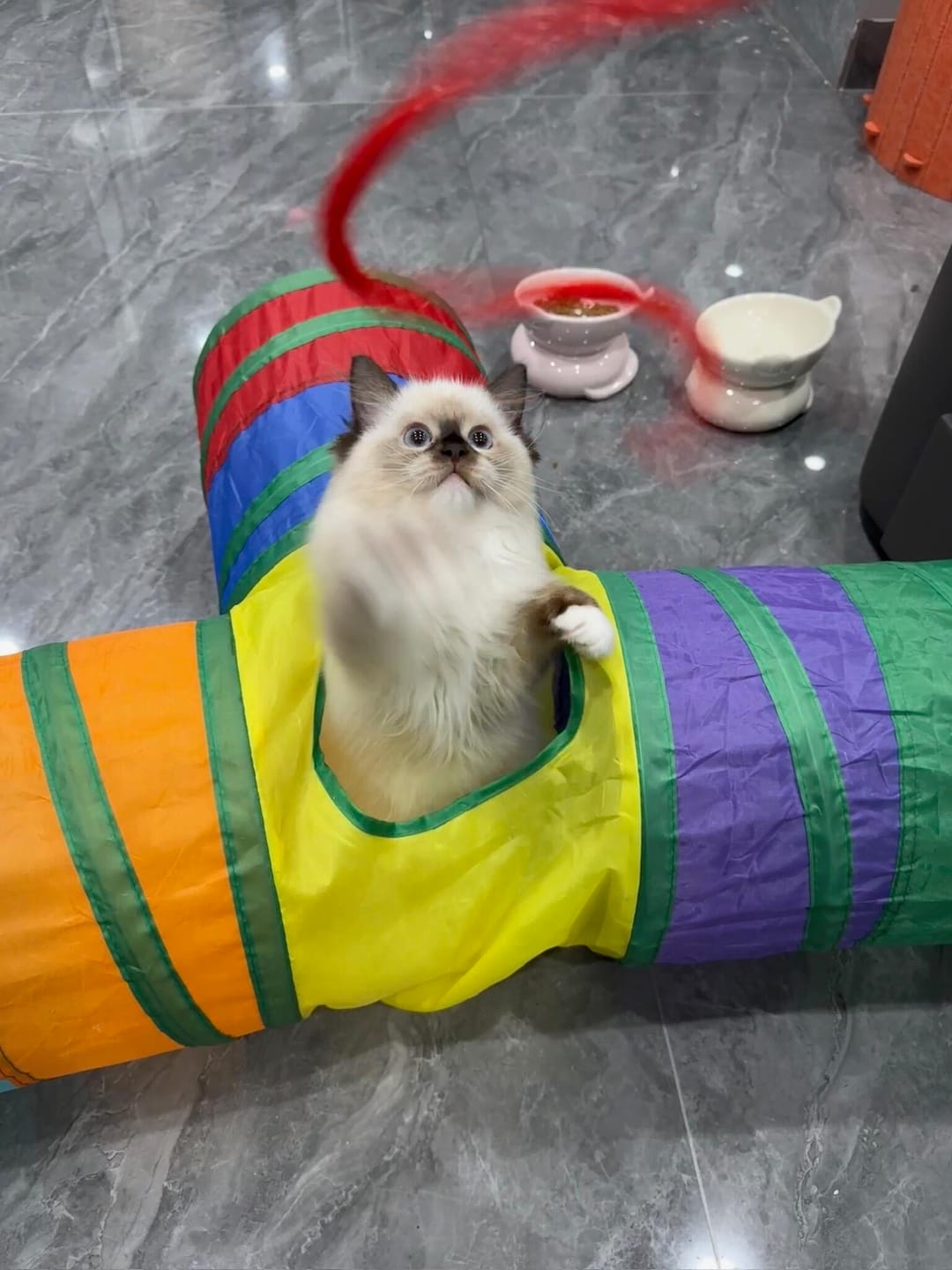 Customer photo review of 3 Way Collapsible Cat Tunnel