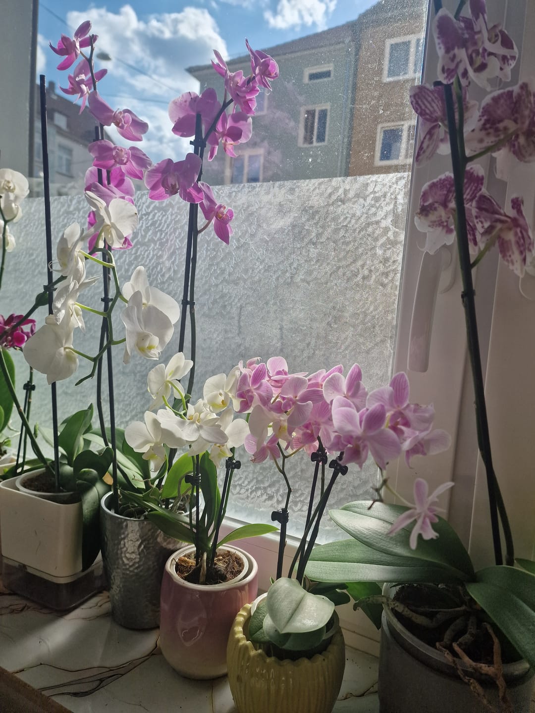 Customer photo review of Orchideenerde für das Wachstum