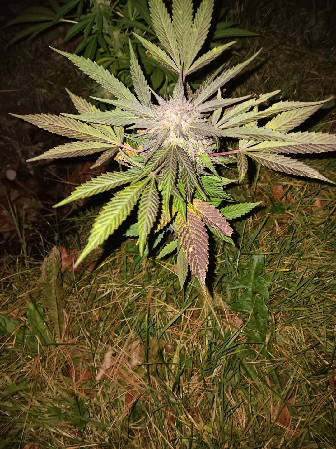 Customer photo review of Wedding Cake - 28 Grams - Hybrid
