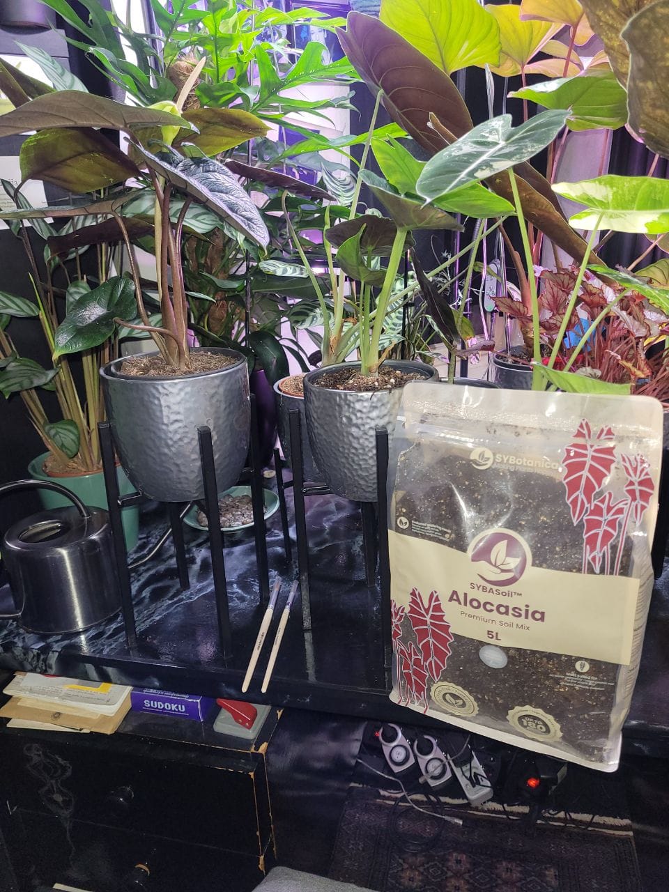 Customer photo review of Alocasia Mix