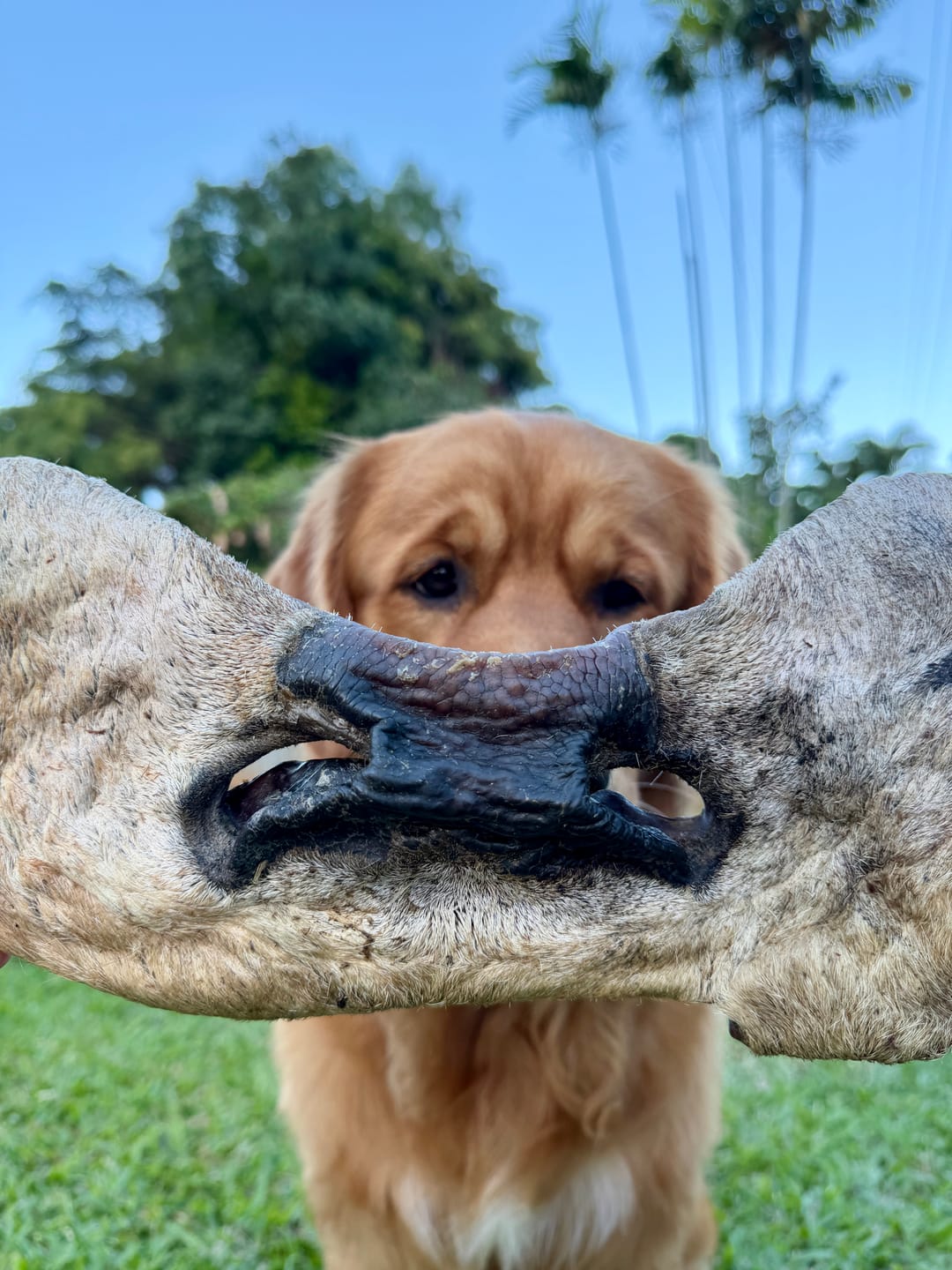 Customer photo review of Beef Nose (Snout)