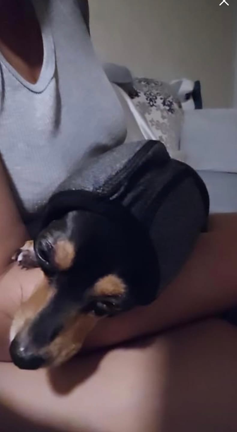 Customer photo review of Pawtera CalmWrap™