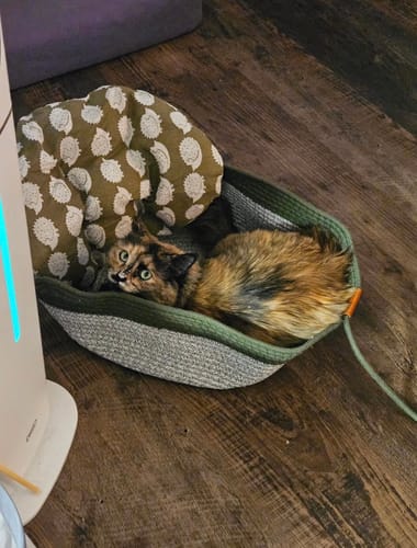 Customer's calico cat resting inside the green, woven Instinct Basket on a wood floor.