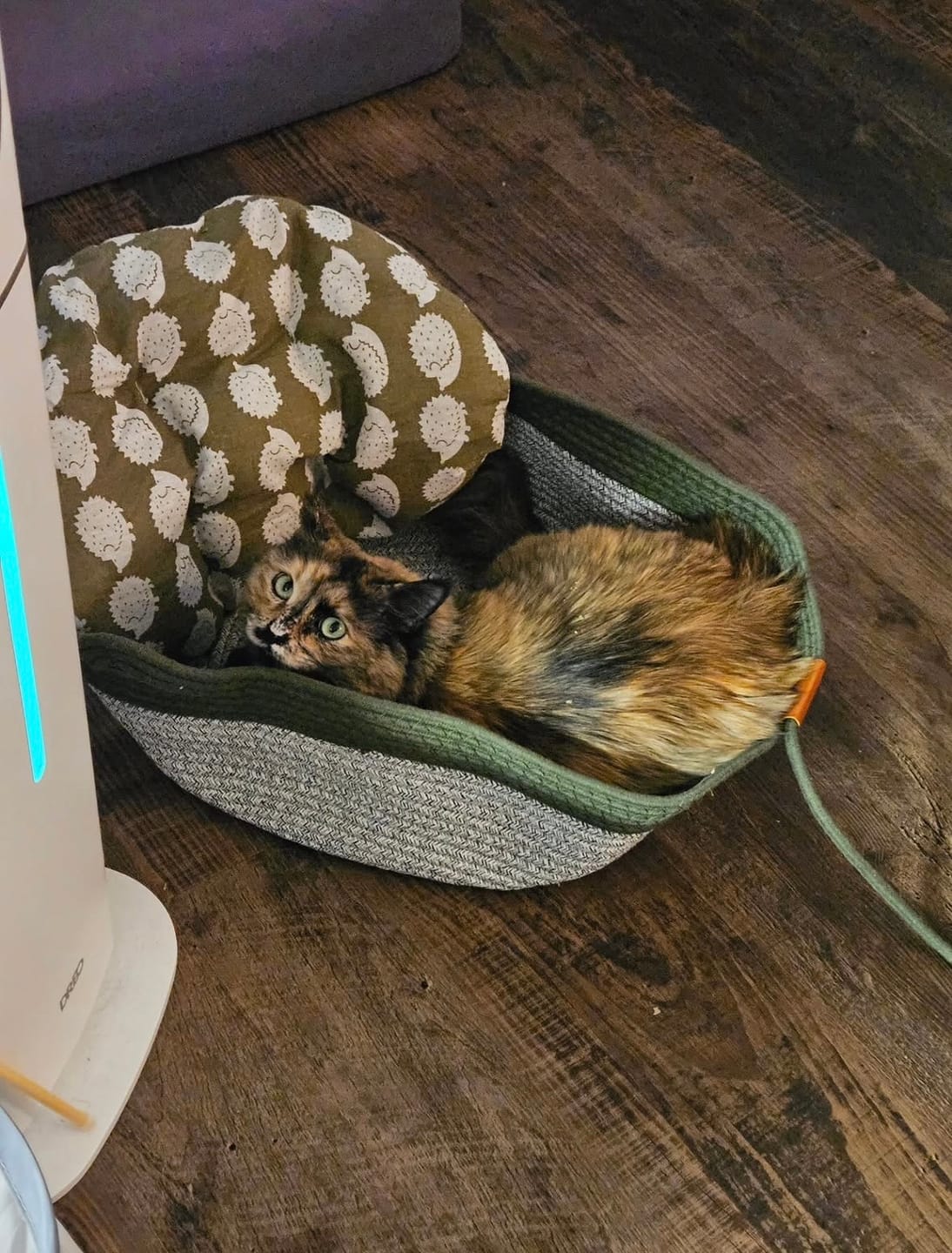 Customer photo review of Instinct Basket | Meet the first research-backed natural territory for indoor cats