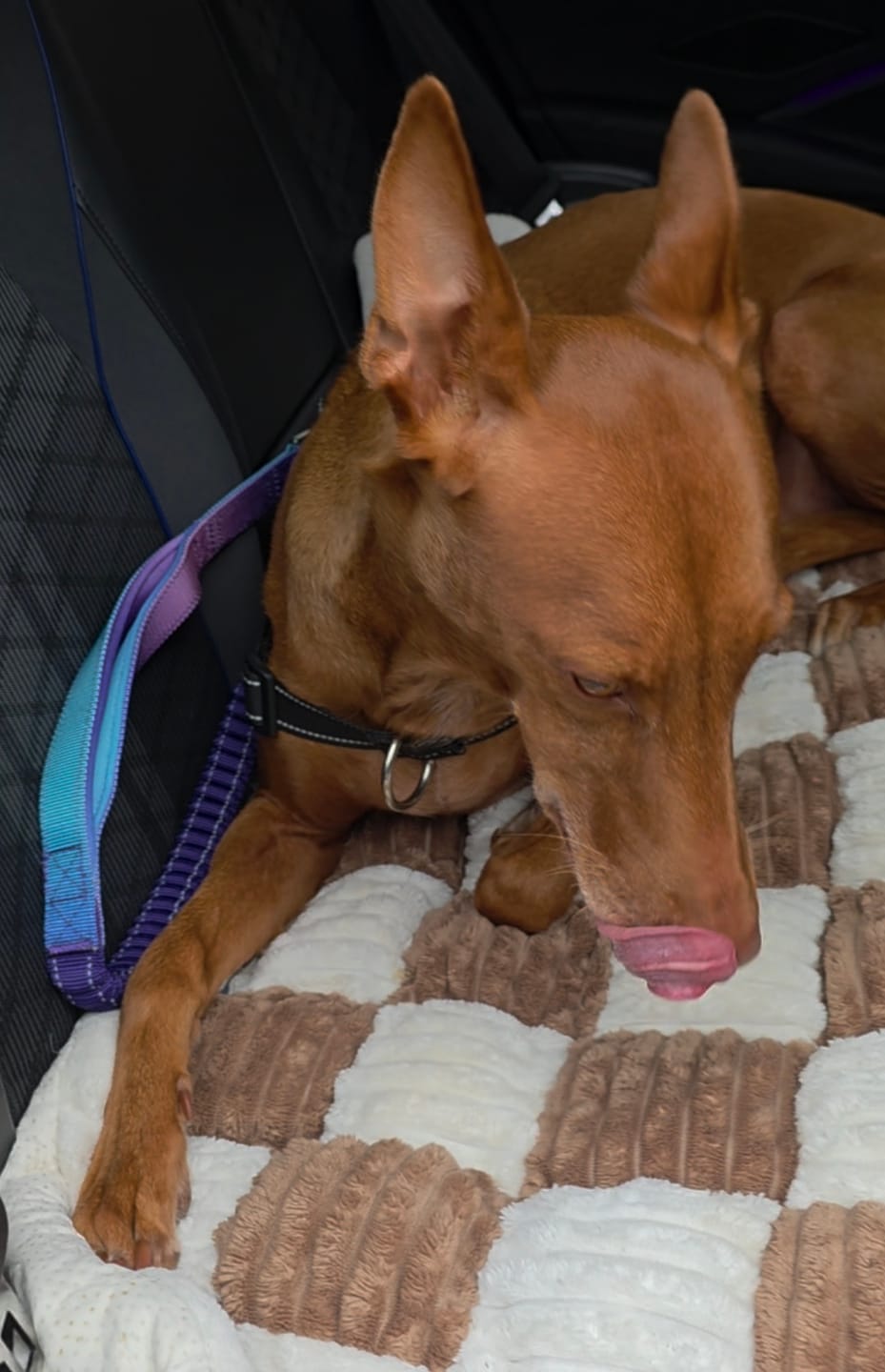 Customer photo review of Multipurpose Seatbelt Handsfree Leash & Poop Bag Holder Set - 90s Retro