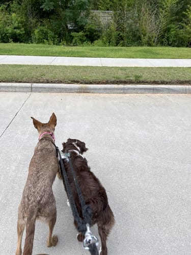 Customer photo review of Double Leash — Walk Two Dogs, One Leash