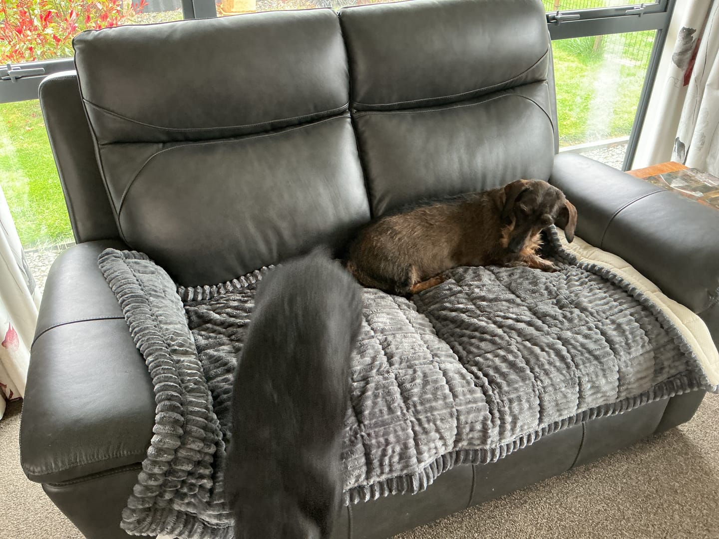 Customer photo review of Cosy Couch - Couch Cover