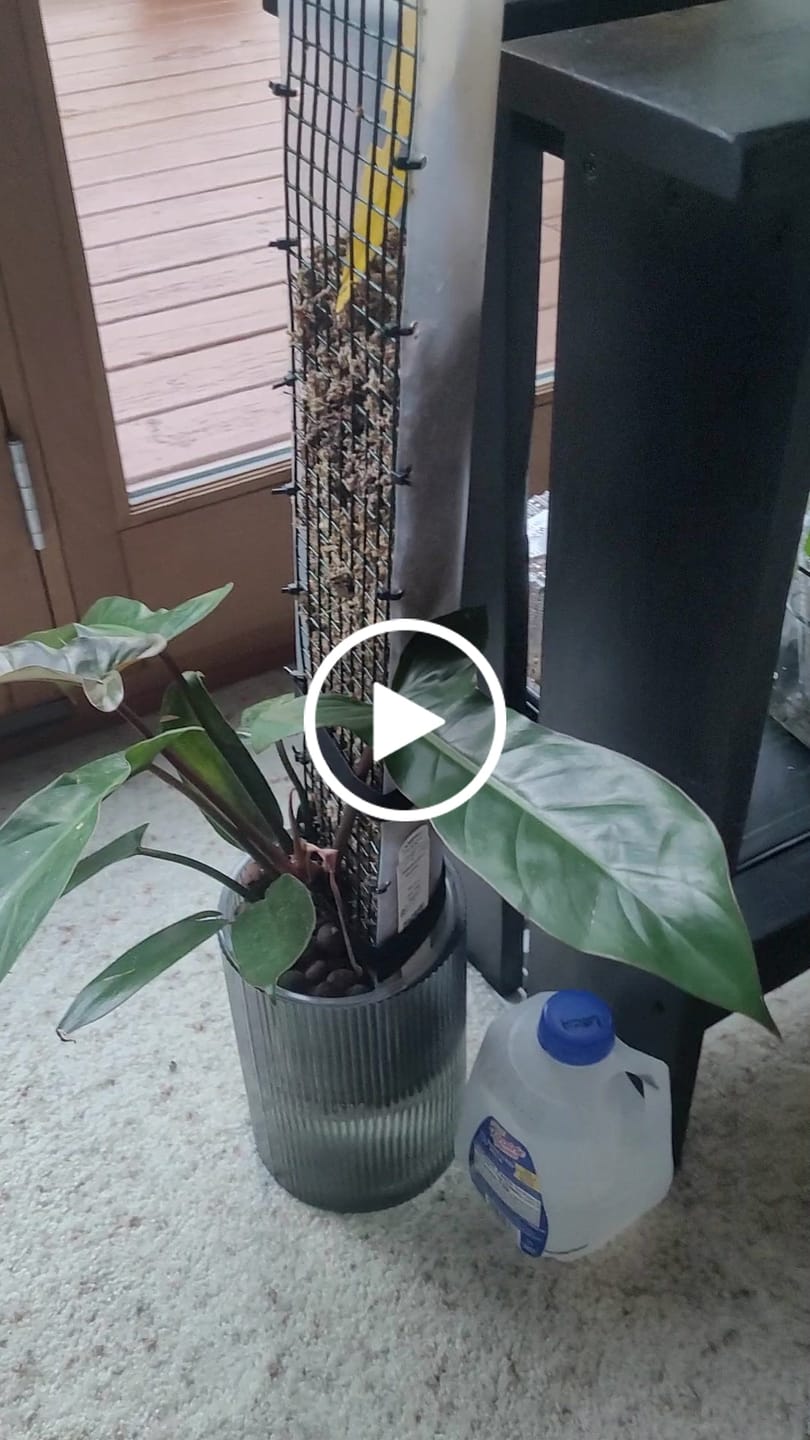 Customer video review of Philodendron ‘Sayaka’