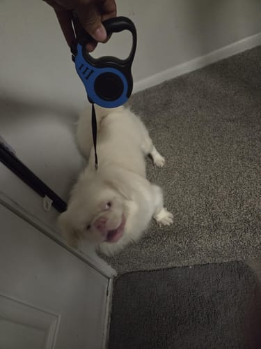 Customer photo review of Retractable Dog Leash