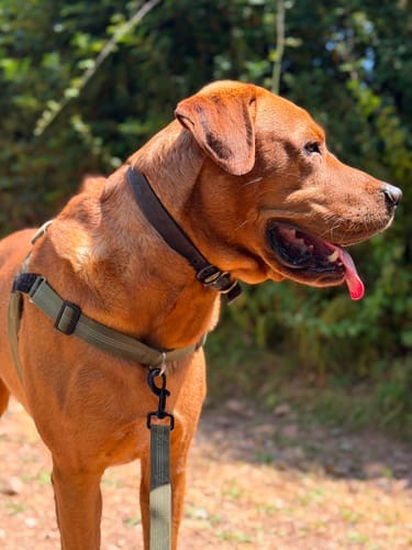Customer photo review of TragPet Anti-Zug Hundegeschirr