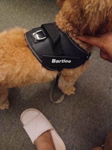 Customer's Dogshood Ergonomic Harness in black, featuring a custom Bartlee name tag on a small dog.