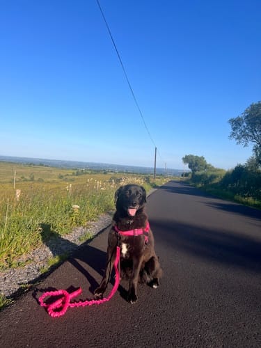Customer photo review of TragPet Anti-Zug Hundegeschirr