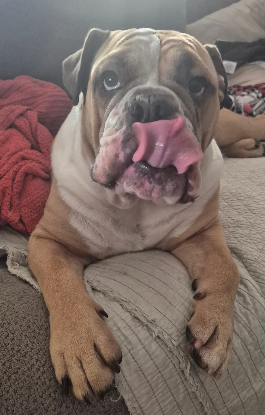 Customer photo review of K9 Belly Bliss™
