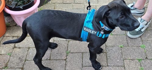 Customer photo review of TragPet Anti-Zug Hundegeschirr