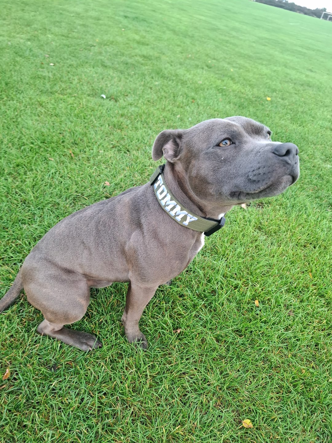 Customer photo review of 4cm Combat® Collar | With Handle & Secured Clip -  Khaki