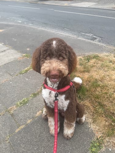 Customer photo review of TragPet Anti-Zug Hundegeschirr